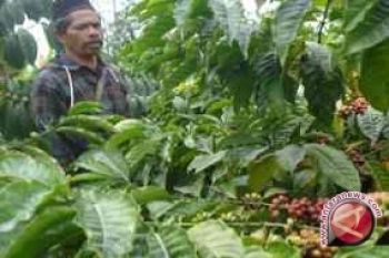 Wah, AEKI Pungut Iuran Kopi Rp20/Kg