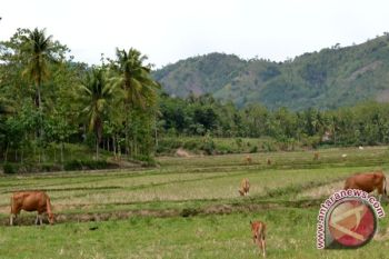 Lampung Barat Kembangkan Sapi Perah