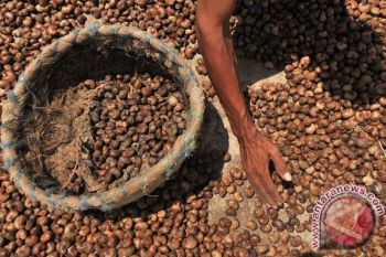Disbun: Mete masuk komoditas unggulan perkebunan Sultra 2025