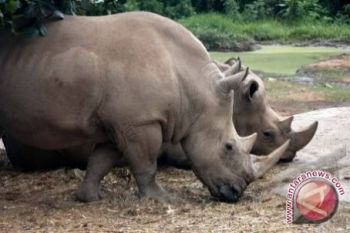 Populasi Badak Di Lampung Terancam Punah