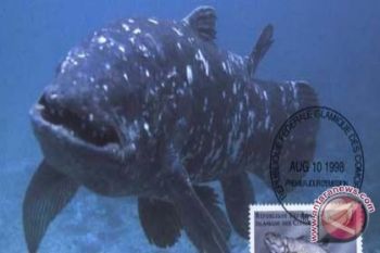 Ikan Coelacanth Ikon Wisata Manado