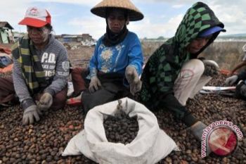 Produksi Jambu Mete Petani Pulau Wawonii Melimpah