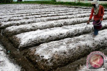 Bali government allocates Rp4 billion in subsidies for organic fertilizers