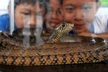 PENGENALAN REPTIL