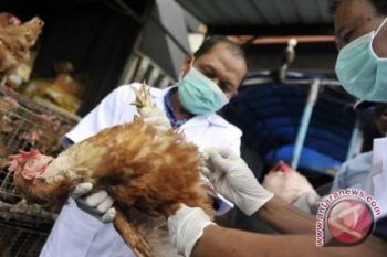 Flu Unggas ditemukan di kota paling padat Turki