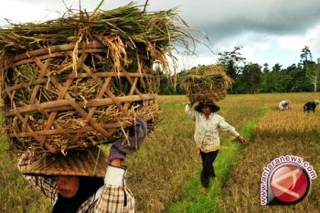 Sumsel akan cetak sawah baru 7.000 hektare