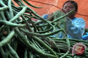 Harga kacang panjang turun Rp500