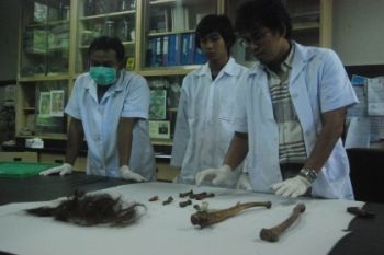 Identifikasi Tulang Orangutan