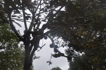 BUAH PAPAKEN