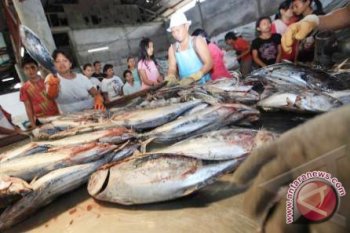 Ikan Segar Sulut  Diminati  Jepang
