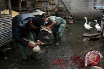 Ternak Bebek Asal Jawa Dilarang Masuk Lampung