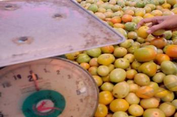 HARGA TOMAT NAIK