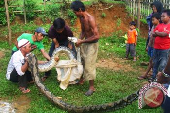 BKSDA Bengkulu amankan ratusan reptil sitaan polisi