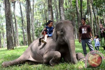 Taman wisata Punti Kayu Palembang dibuka kembali, batasi jumlah pengunjung