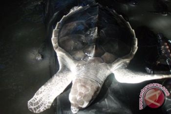 Aparat gagalkan penyelundupan 70 ekor penyu hijau