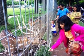Taman rusa Pusri Palembang diminati anak-anak 