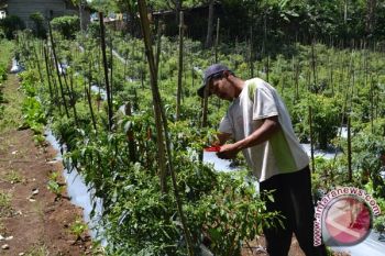 Harga Cabai dan Bawang Naik