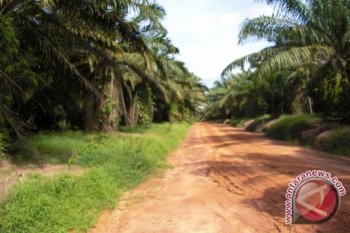 BI: Perbaikan harga sawit dongkrak pertumbuhan ekonomi
