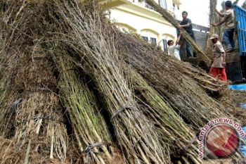 Government urged to regulate use of marijuana for health