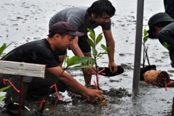 Tanam Mangrove di Senggarang