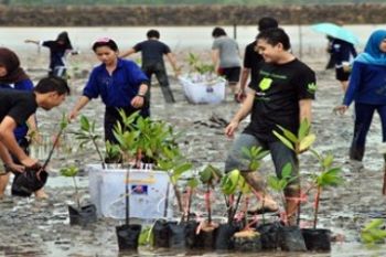 Banyan Tree Tanam Mangrove