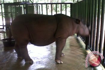 Badak Sumatera Makin Terancam Punah