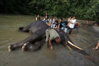WISATA GAJAH SUMATERA