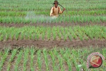 Petani Minahasa Perkirakan Produksi Cengkih Lima Persen