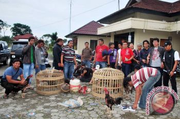 IPB gelar kontes ayam ketawa 