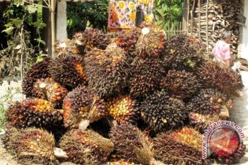  Ekspor CPO Lampung 52.833 Ton     