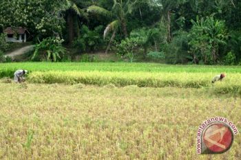 Kodim terus dorong Bulog serap gabah petani Waykanan