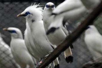 PENANGKARAN JALAK BALI