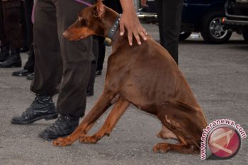 Korban Gigitan Anjing Diduga Rabies Butuh Penanganan 