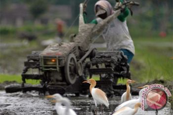 Bupati: lahan pertanian di Bantul makin sempit 