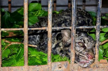 Binatang buas santap habis tujuh ekor ternak milik warga Padang Pariaman