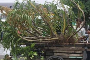 ANGGREK 20 JUTA