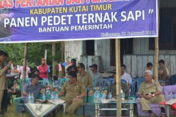 Panen Pedet