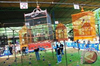 Lomba Burung Berkicau
