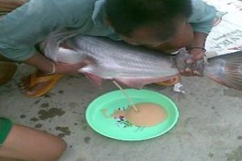 BENIH IKAN LOKAL
