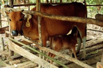  BANTUAN SAPI BERHASIL 
