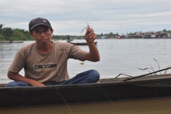 MUSIM UDANG