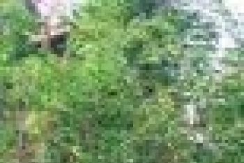 Pohon waru perusak jalan ditebang