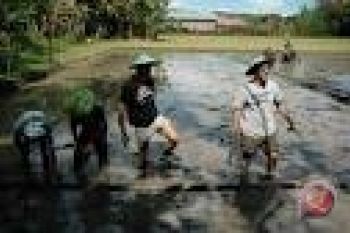 Ratusan hektare lahan pertanian terancam banjir
