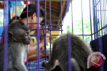Pembangunan kawasan pantai sebabkan habitat kera tergeser 