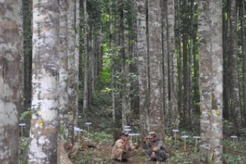 HUTAN MERANTI PUTIH