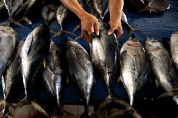 HARGA IKAN NAIK