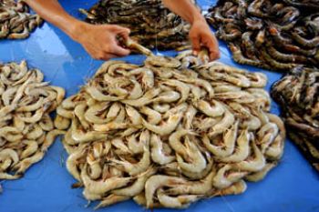 UDANG TAMBAK