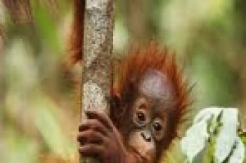 Pelajar dikenalkan dengan dunia konservasi 
