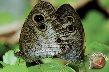 "Seribu kupu-kupu" layak dipromosikan di TdS