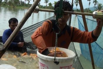 Produksi ikan air tawar Solok capai 178 ton pada 2018